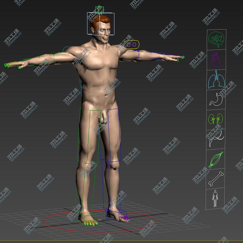 images/goods_img/20210113/3DS MAX RIGGED Complete Male Anatomy PACK/3.jpg